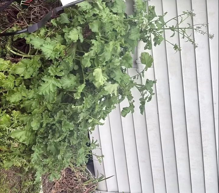 Kale seeds